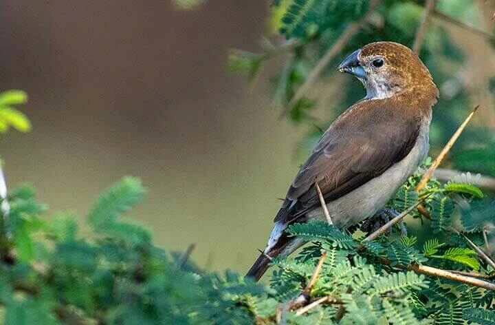 African silverbill